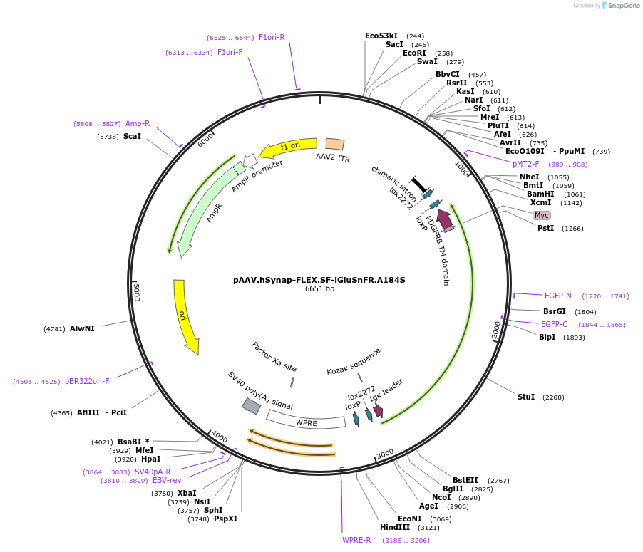 106180-plasmid-map-sequence-id-246155