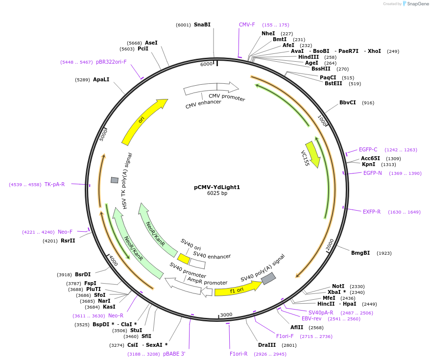 125705-plasmid-map-sequence-id-246162