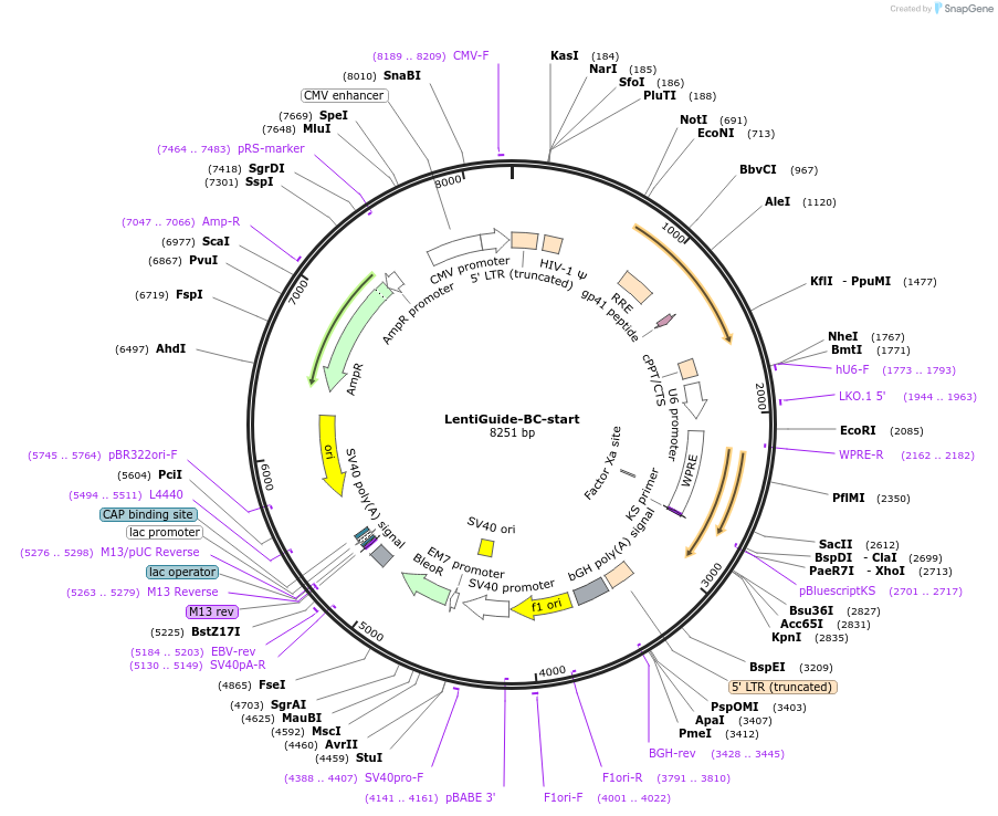 127168-plasmid-map-sequence-id-246164