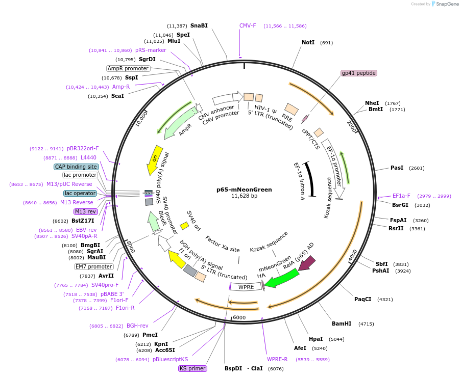 127172-plasmid-map-sequence-id-246172