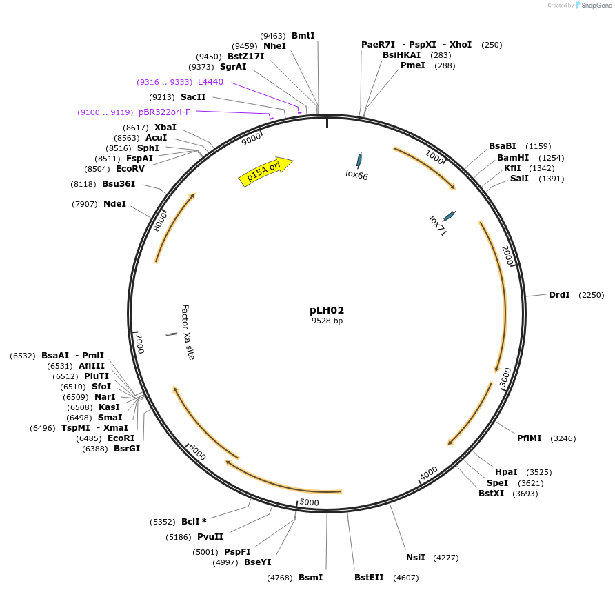 117262-plasmid-map-sequence-id-246176
