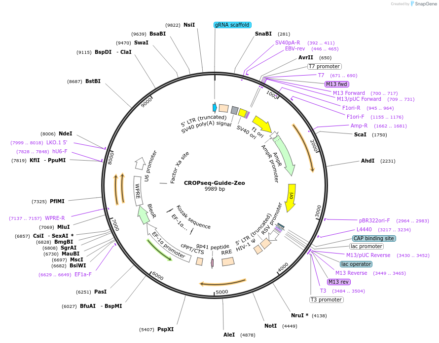 127173-plasmid-map-sequence-id-246177
