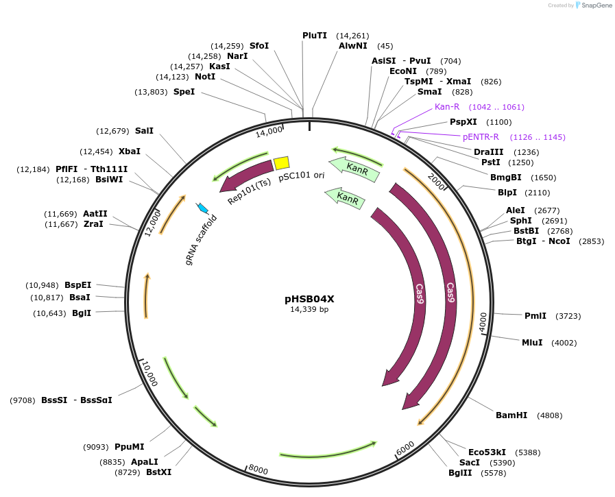 117258-plasmid-map-sequence-id-246179
