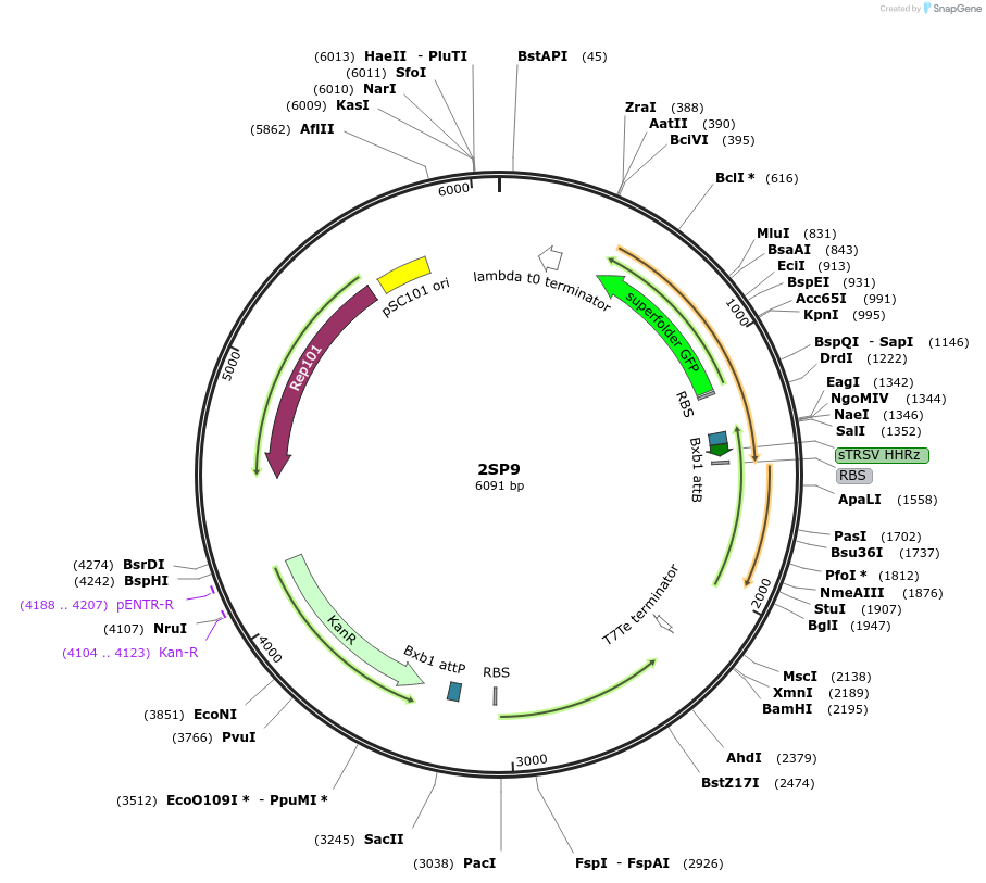 126534-plasmid-map-sequence-id-246180