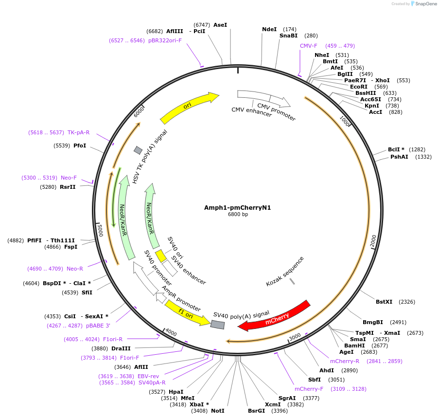 27692-plasmid-map-sequence-id-246248