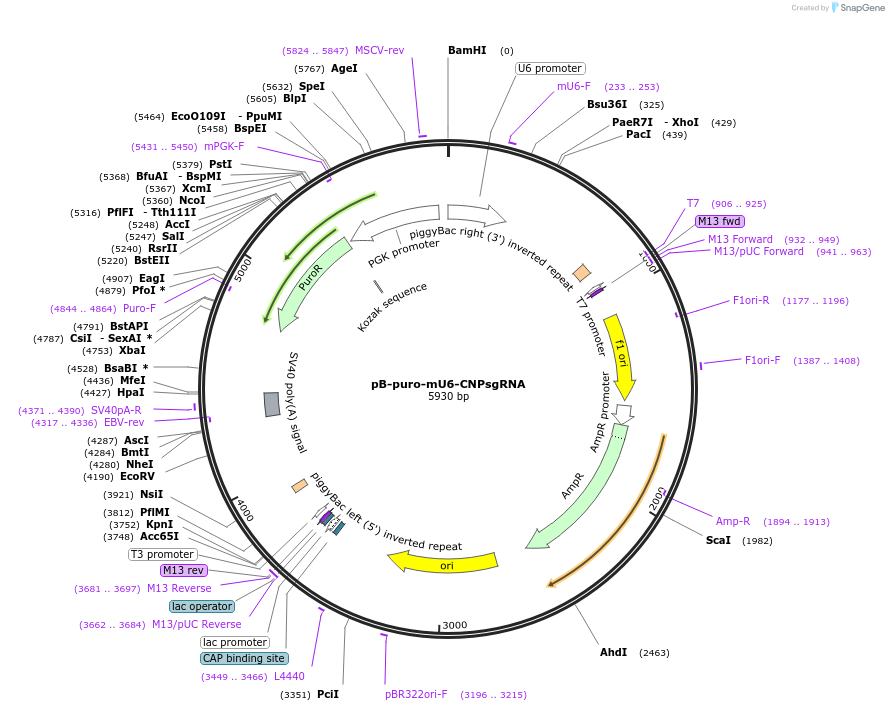 126610-plasmid-map-sequence-id-246255