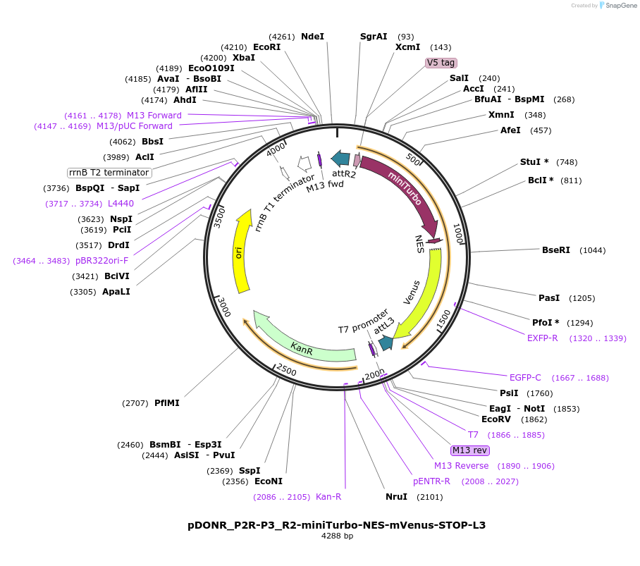 127355-plasmid-map-sequence-id-246258