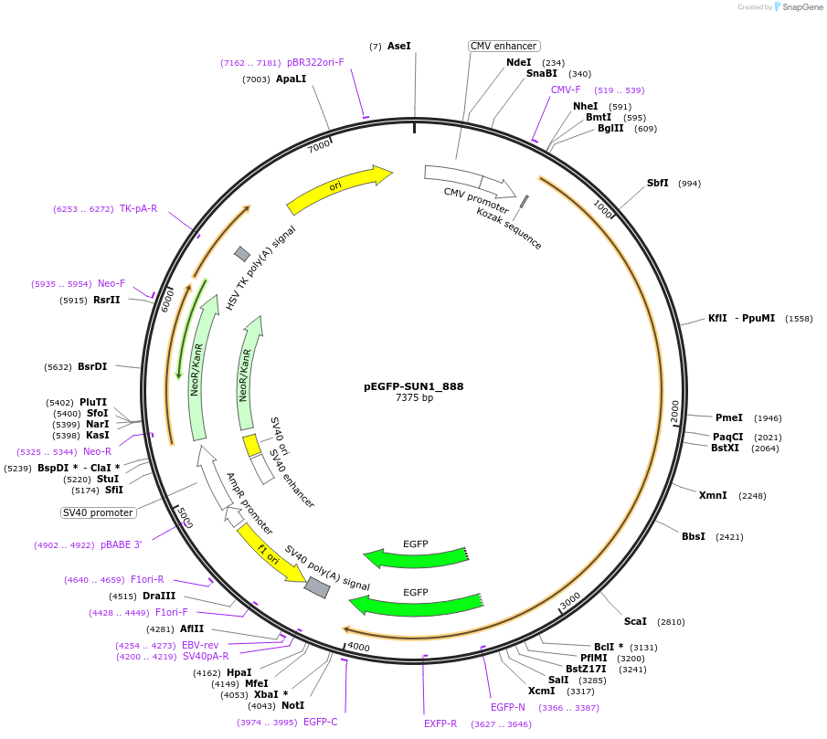 125851-plasmid-map-sequence-id-246261