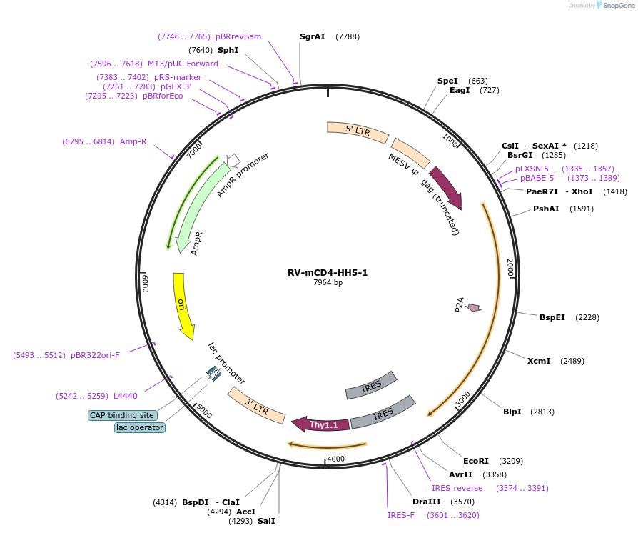 124961-plasmid-map-sequence-id-246262
