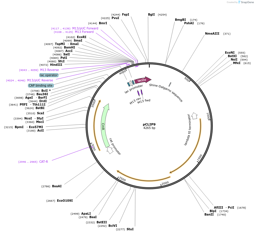 125141-plasmid-map-sequence-id-246284