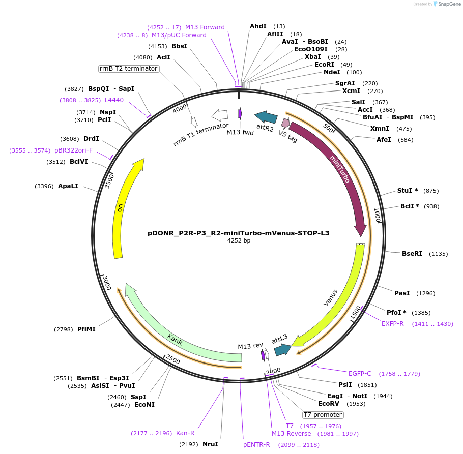 127356-plasmid-map-sequence-id-246285