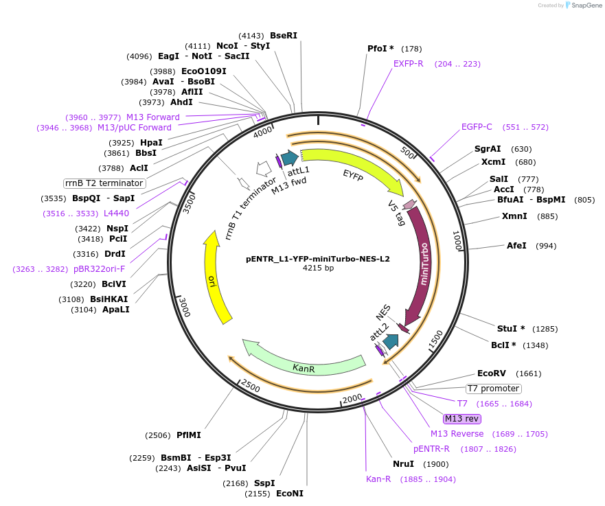127351-plasmid-map-sequence-id-246289