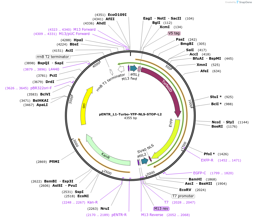 127361-plasmid-map-sequence-id-246302