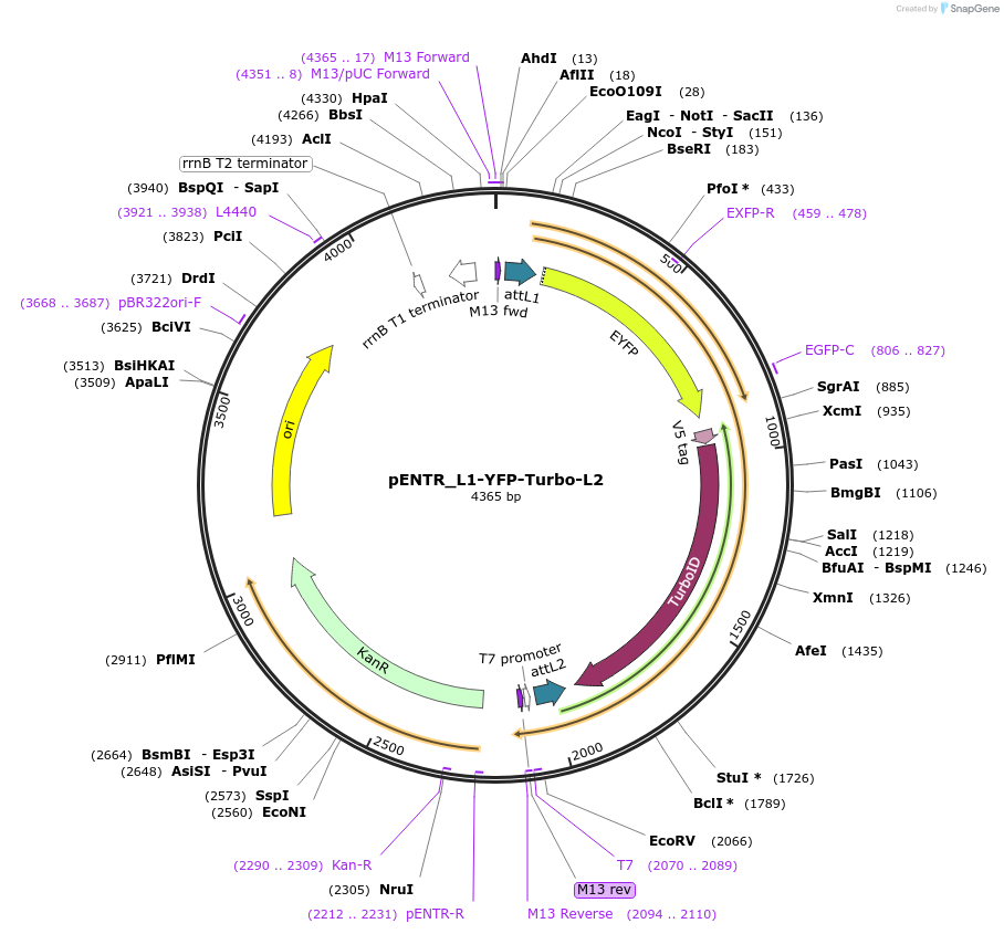 127350-plasmid-map-sequence-id-246303