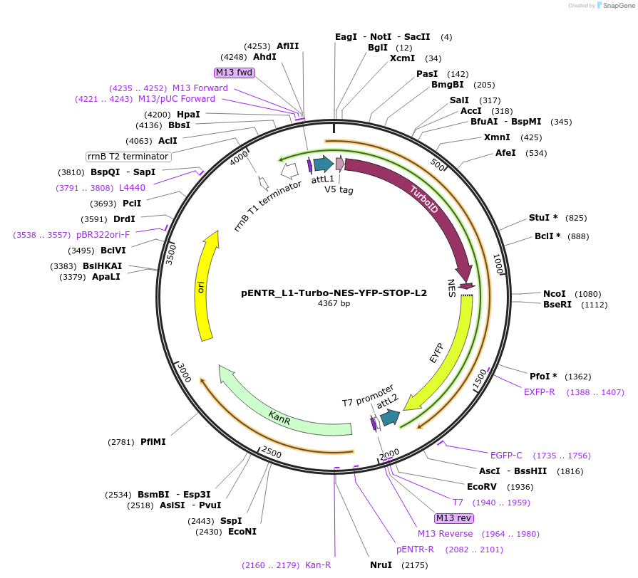 127358-plasmid-map-sequence-id-246304