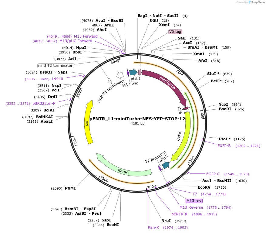 127359-plasmid-map-sequence-id-246306