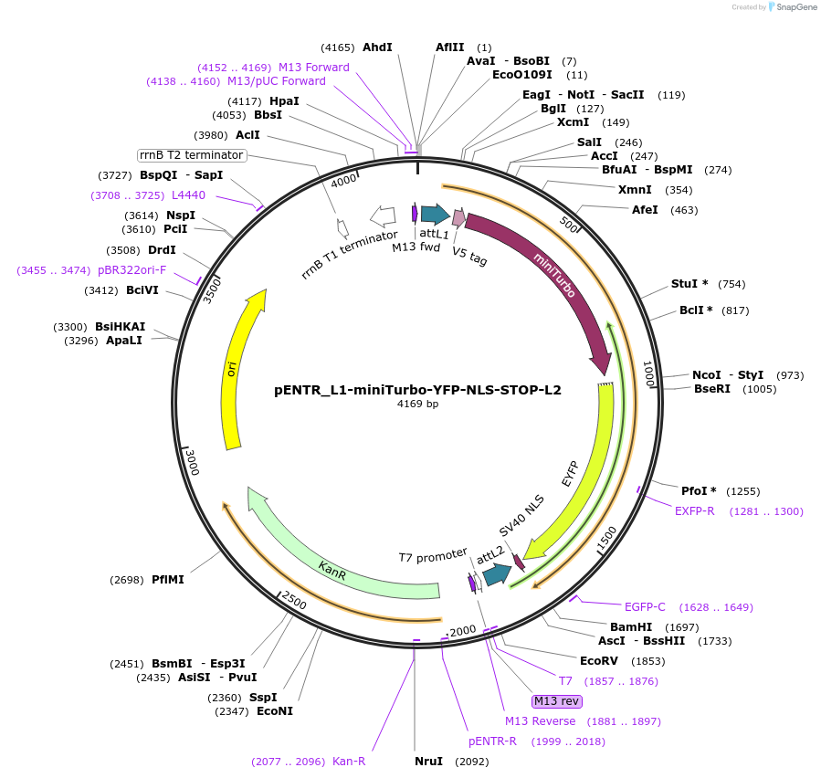127362-plasmid-map-sequence-id-246307