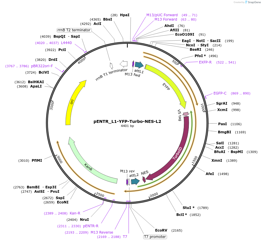 127349-plasmid-map-sequence-id-246309