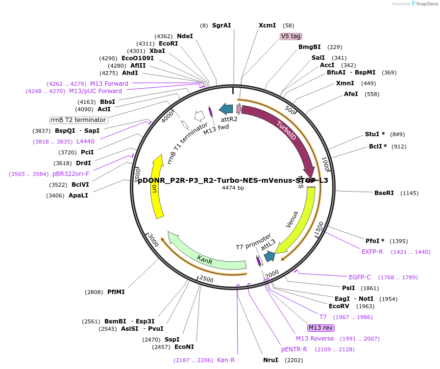 127353-plasmid-map-sequence-id-246311