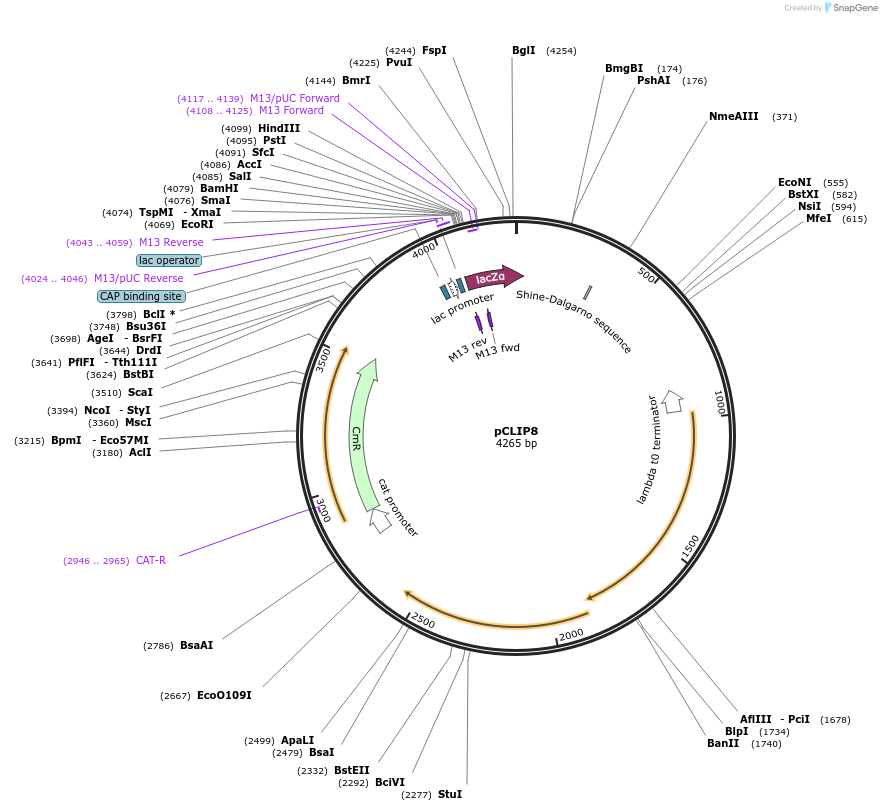 125140-plasmid-map-sequence-id-246312