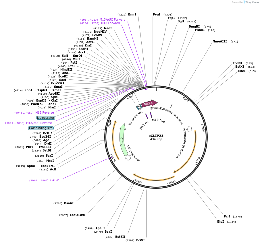 125144-plasmid-map-sequence-id-246313