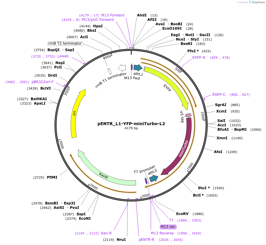 127352-plasmid-map-sequence-id-246314