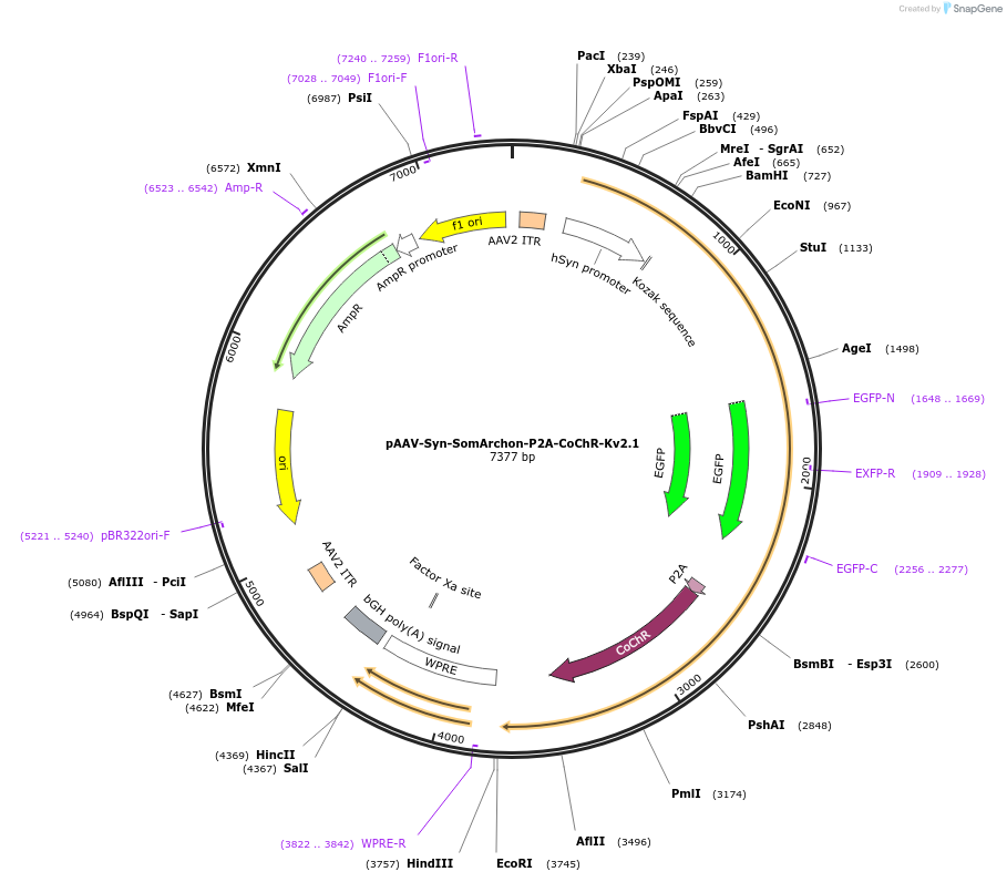 126945-plasmid-map-sequence-id-246323