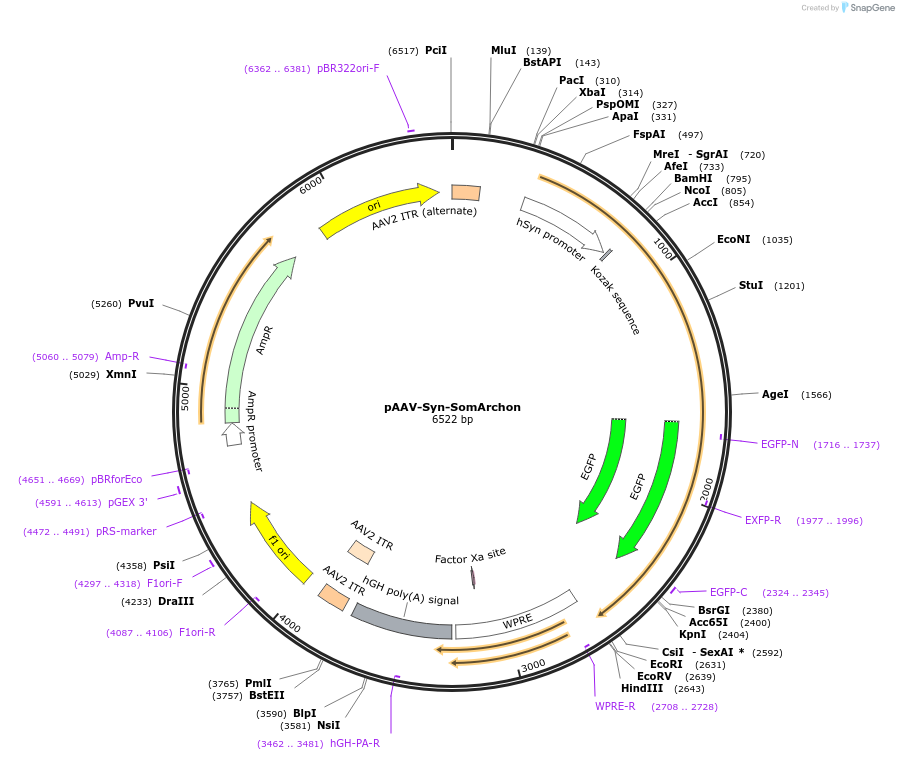 126941-plasmid-map-sequence-id-246327