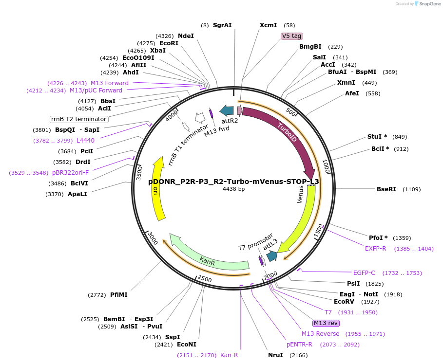 127354-plasmid-map-sequence-id-246338