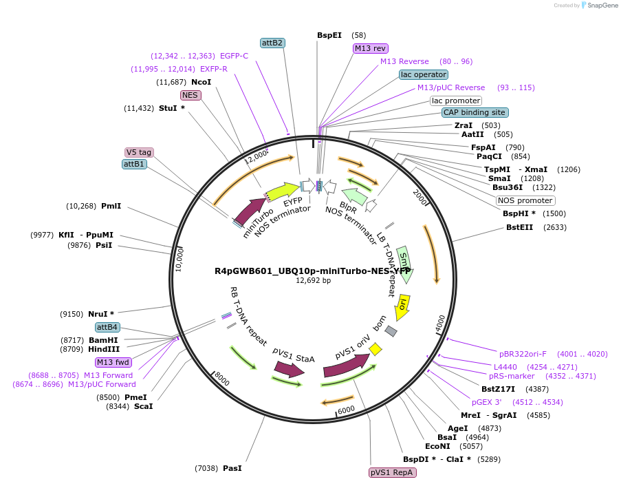 127369-plasmid-map-sequence-id-246339