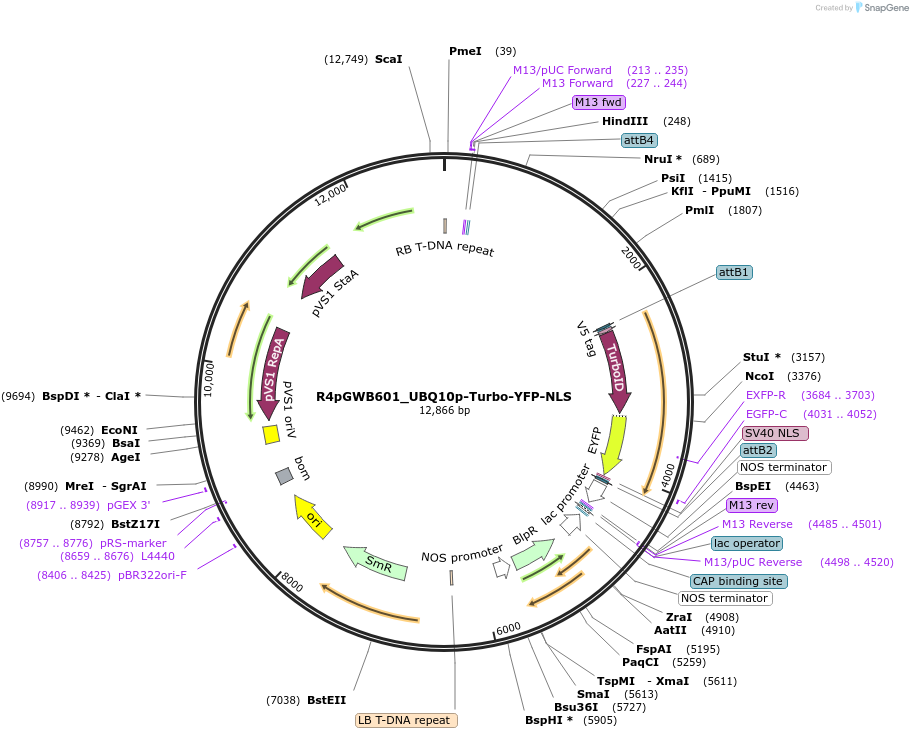 127368-plasmid-map-sequence-id-246345