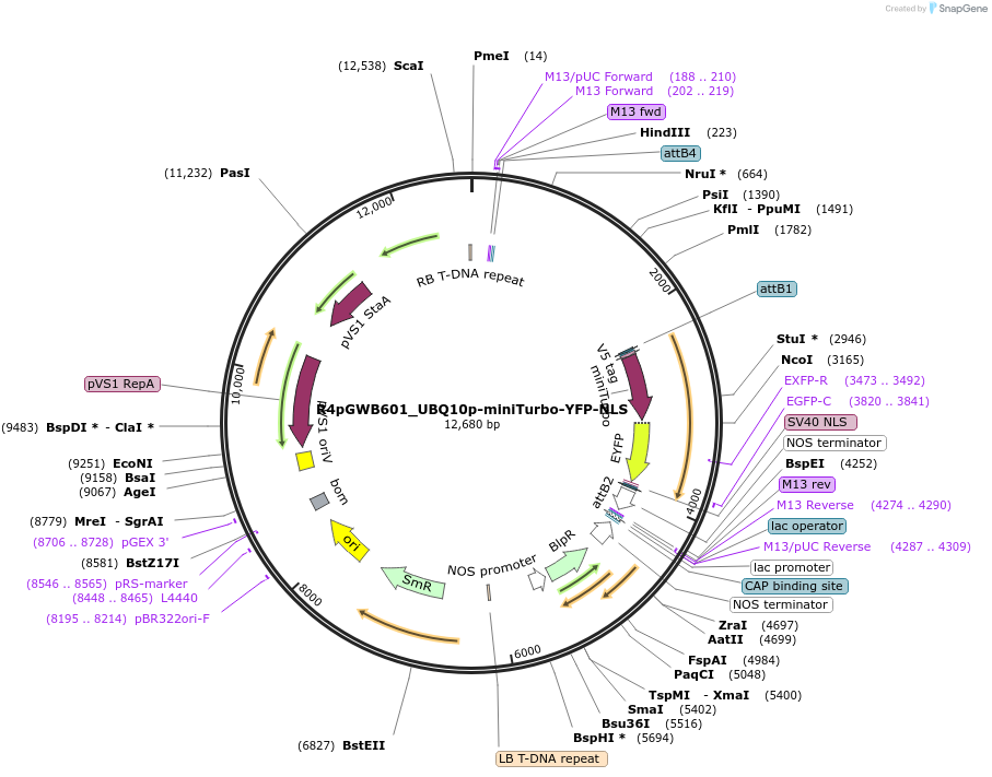127370-plasmid-map-sequence-id-246351