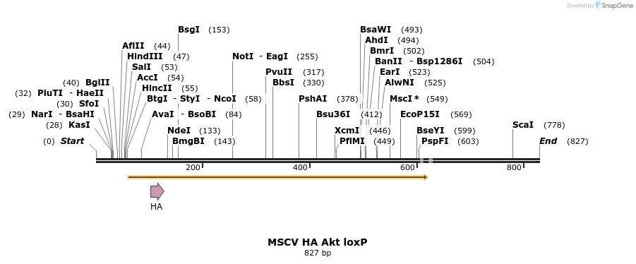24640_map