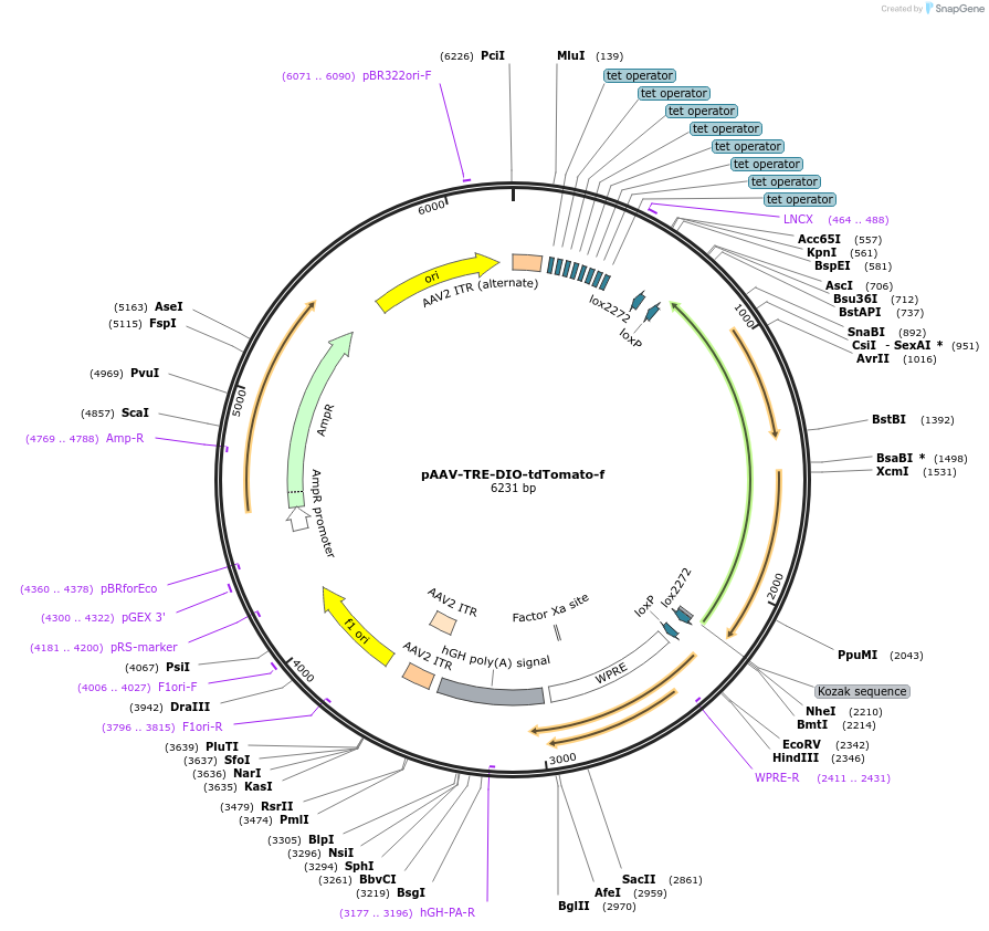 127092-plasmid-map-sequence-id-246418