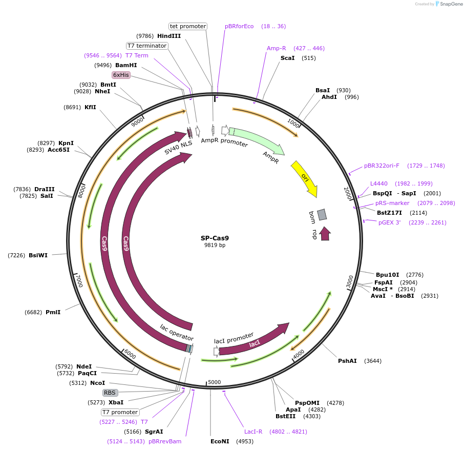 62731-plasmid-map-sequence-id-246444