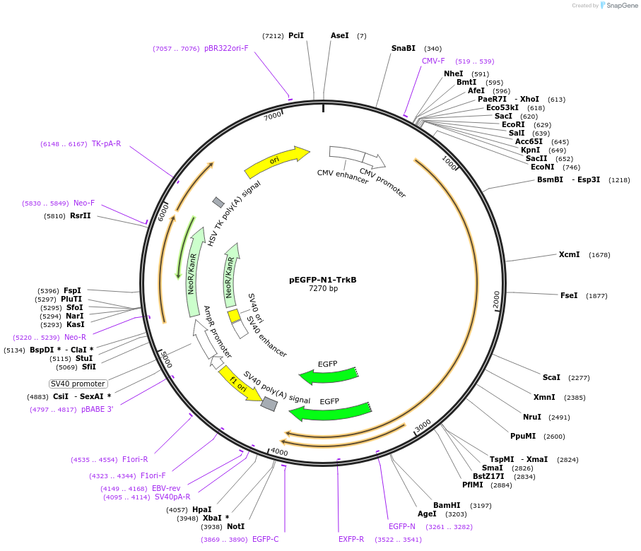 32500-plasmid-map-sequence-id-246445