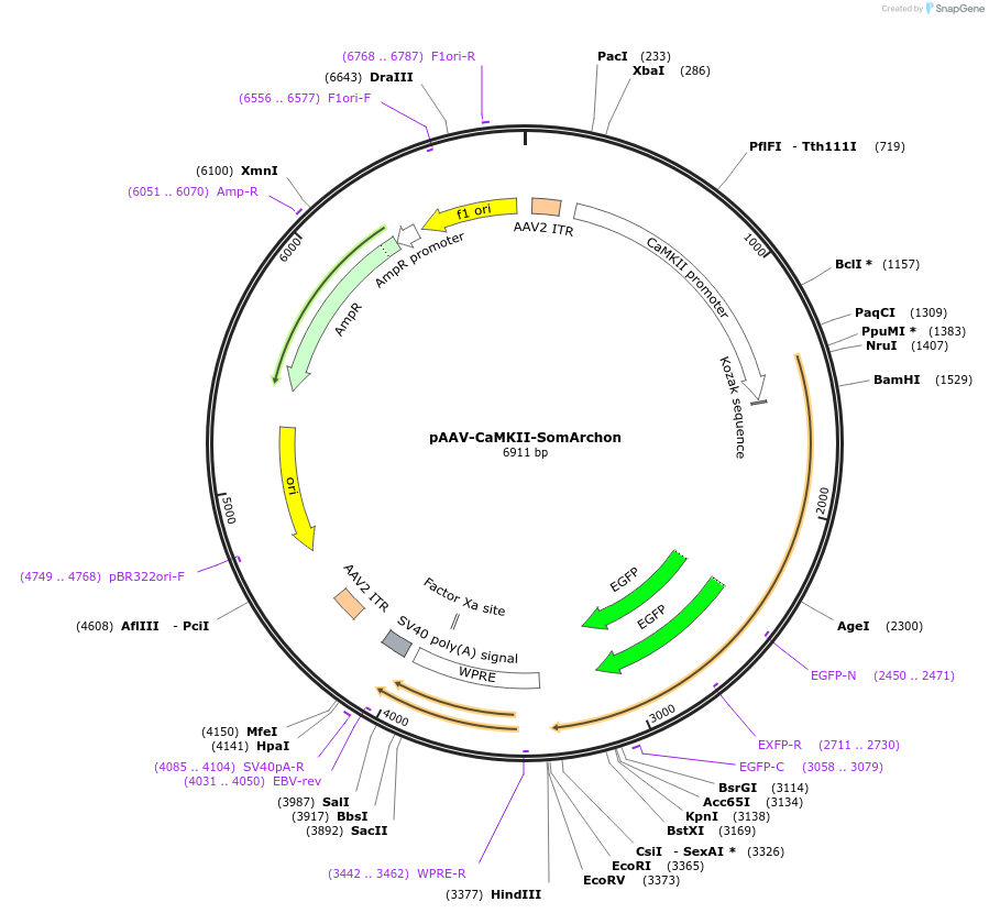 126942-plasmid-map-sequence-id-246473