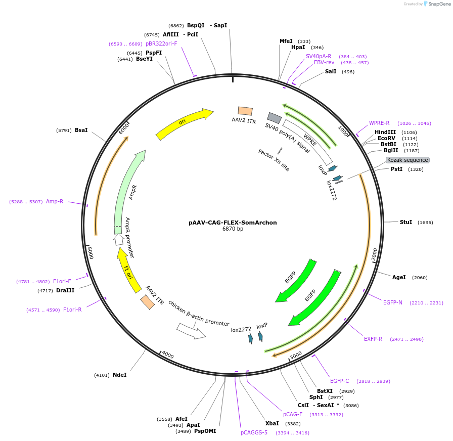 126943-plasmid-map-sequence-id-246475