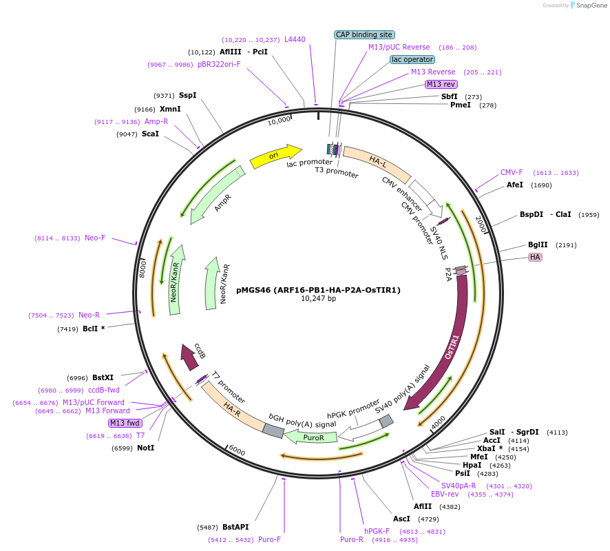 126580-plasmid-map-sequence-id-246476