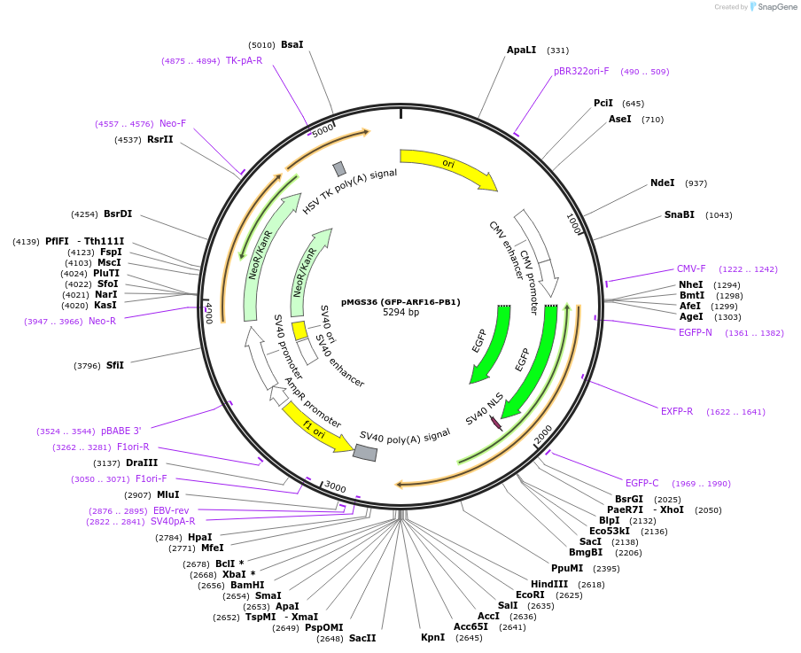 126581-plasmid-map-sequence-id-246478
