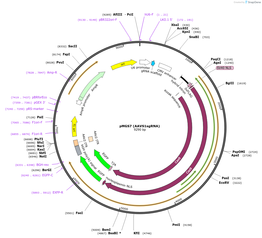 126582-plasmid-map-sequence-id-246483