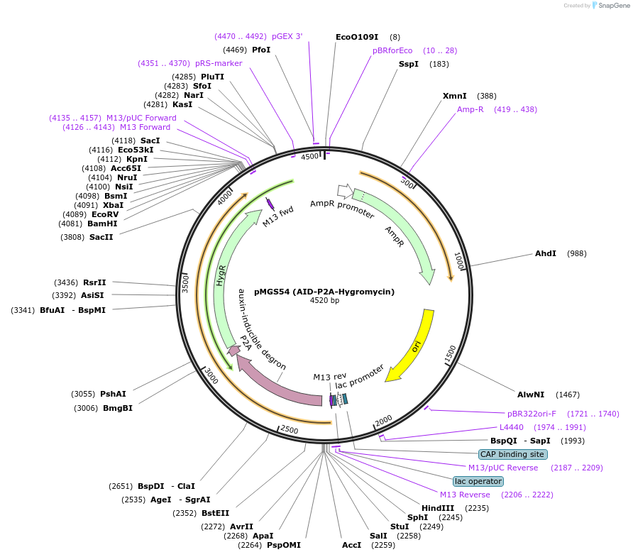 126583-plasmid-map-sequence-id-246484