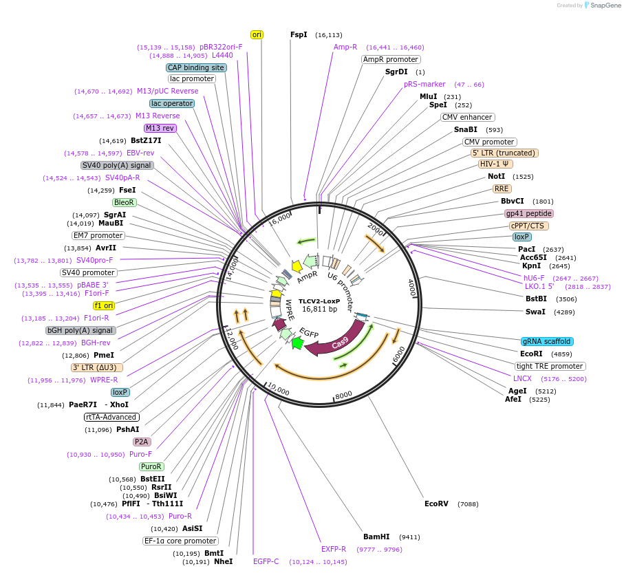 127098-plasmid-map-sequence-id-246495