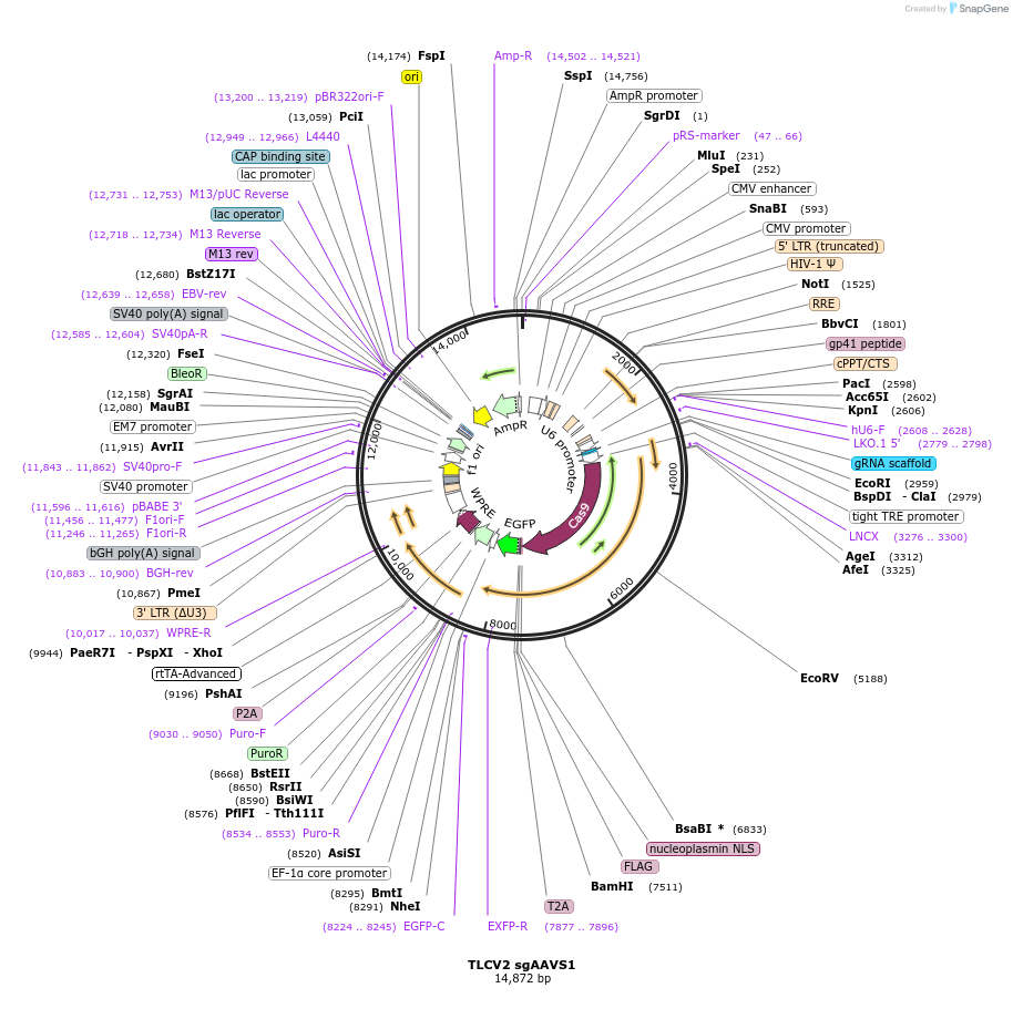 127099-plasmid-map-sequence-id-246497