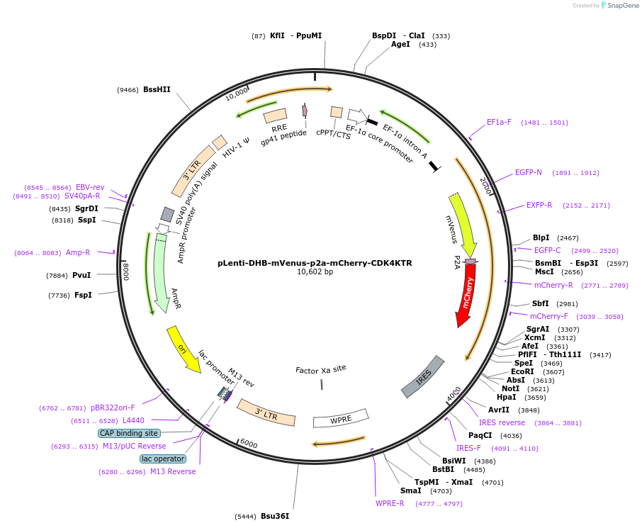 126679-plasmid-map-sequence-id-246501