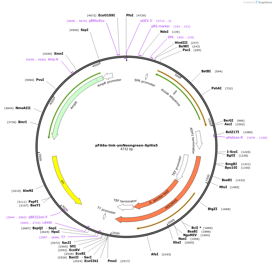 125704-plasmid-map-sequence-id-246504