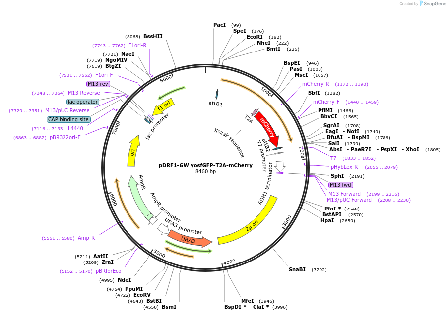 118448-plasmid-map-sequence-id-246506