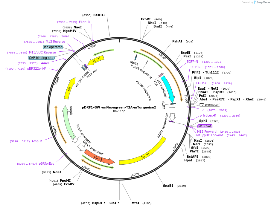 125701-plasmid-map-sequence-id-246507