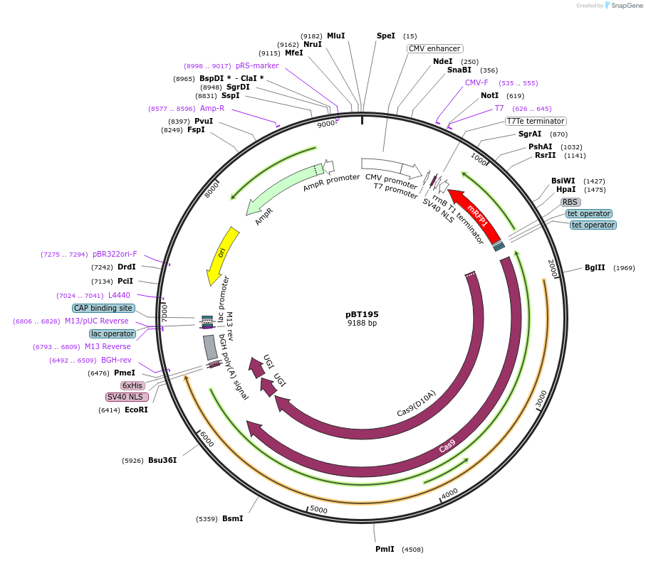 127843-plasmid-map-sequence-id-246515
