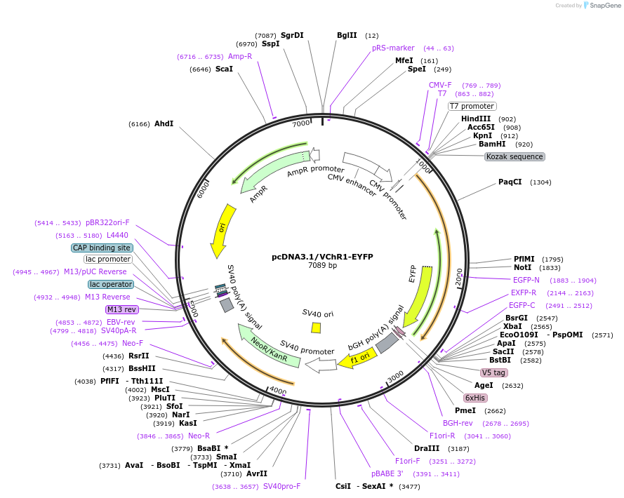 20955-plasmid-map-sequence-id-246517